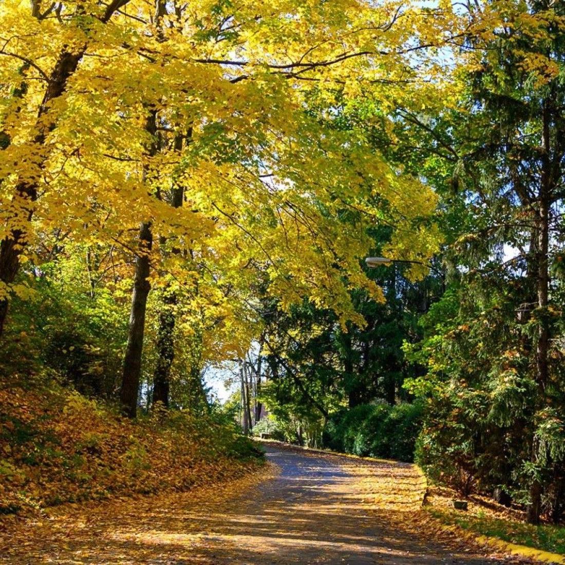 campus fall landscape